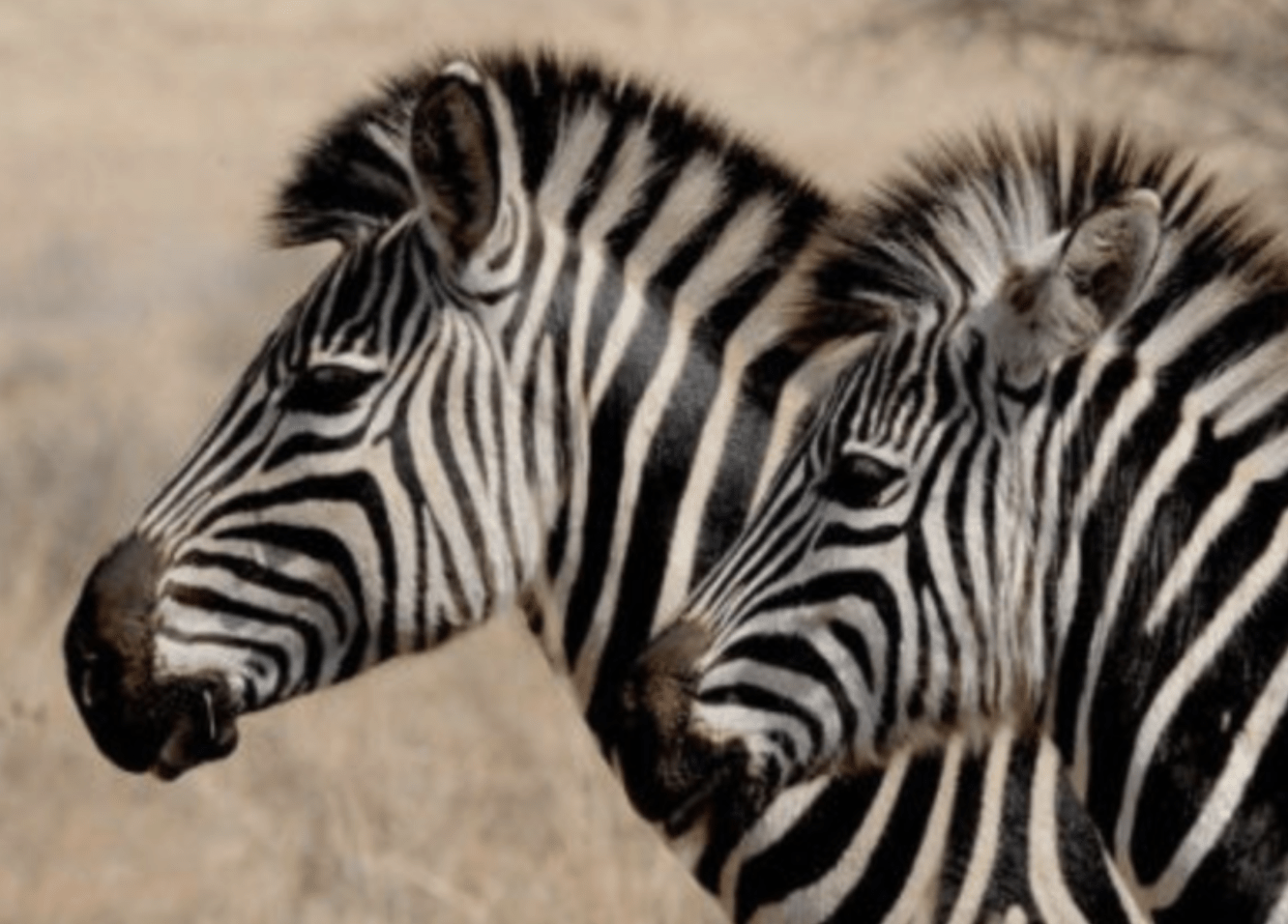 Perché alle zebre non viene l’ulcera? Spunti di riflessione in Medicina Veterinaria